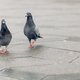 Het Vlaamse ‘duivenprobleem’: ‘Wil je het echt aanpakken, dan moet je ook naar de duivensport kijken’