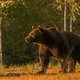 Liechtensteinse prins schiet Arthur, de grootste beer van Roemenië, af