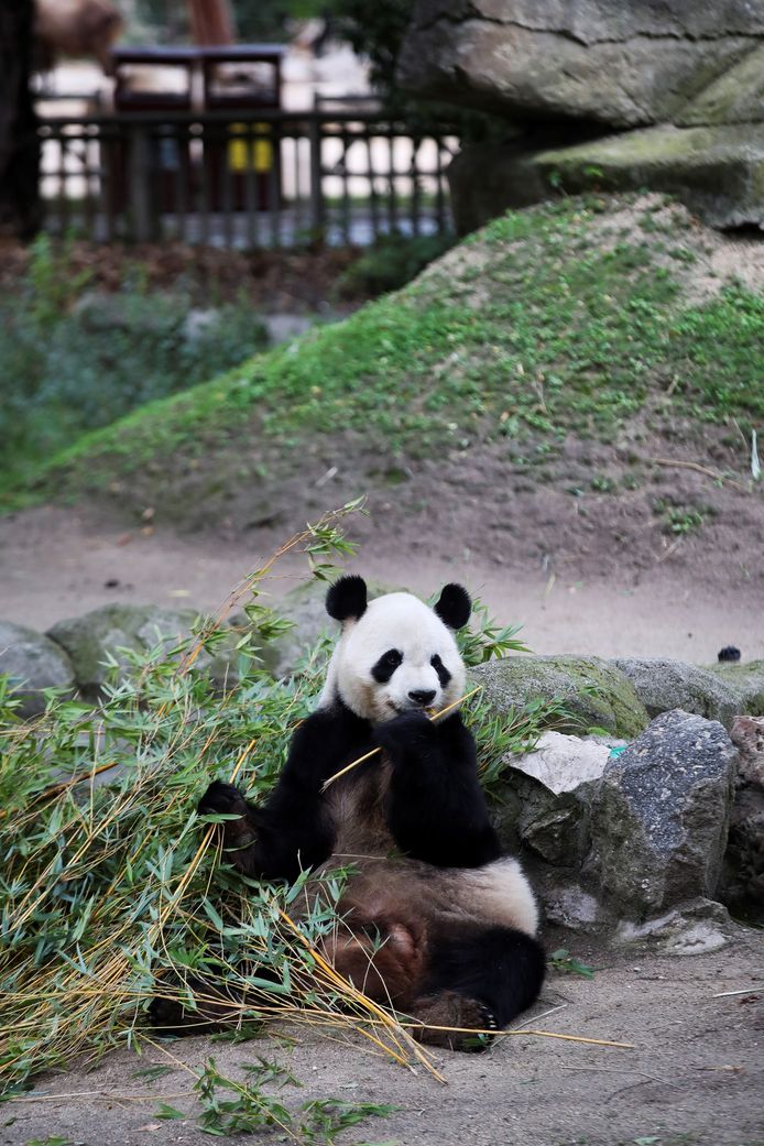 Een panda eet bamboe in de dierentuin van Madrid.