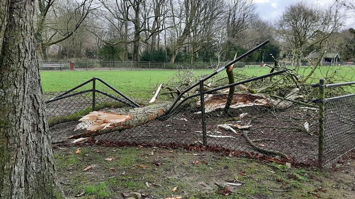 In het Wantijpark vielen tijdens de storm grote bomen om en braken grote takken af, zoals bij de dierenweide.