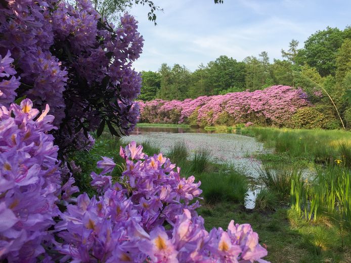Zo zien de rododendrons in het Zandenbos in Nunspeet eruit als ze in het voorjaar in bloei staan.