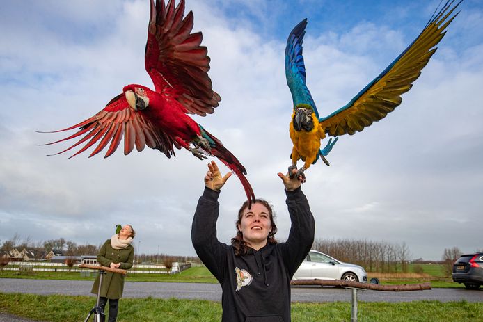Papegaaien worden 'uitgelaten' op de dijk bij Wilsum. Sanne de Graef van 'Kromsnavel' uit Marknesse vertrouwt Kaya en Skype het vrije luchtruim toe.
