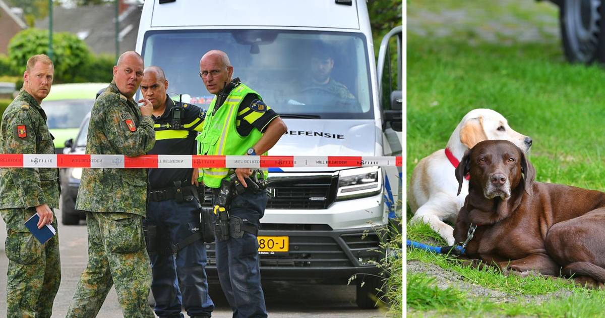Labrador Sky neemt iets met een lont mee woning in, dan gebeurt er dit