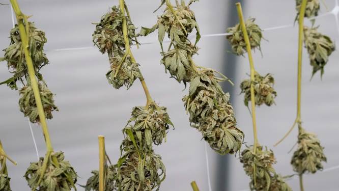Cannabisteler krijgt achttien maanden cel voor wietplantage