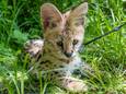Serval Luna in het Nollebos in Vlissingen.