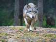Al meer dan tien wolven in ons land gespot: “We worden het wolvenkruispunt van Europa”
