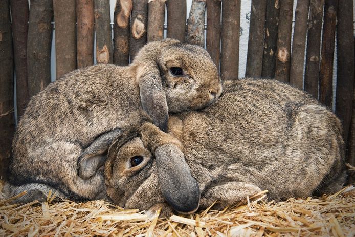 Net als mensen willen ook konijnen eerst even snuffelen aan een partner voordat ze de ware vinden.