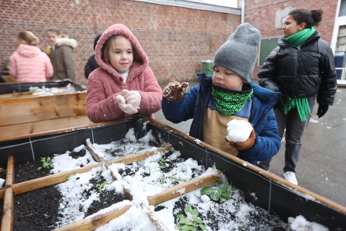 Op GBS Ampersand Koninksem in Tongeren genieten de leerlingen van de eerste sneeuw.