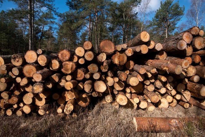 De bomen vormen risico's.