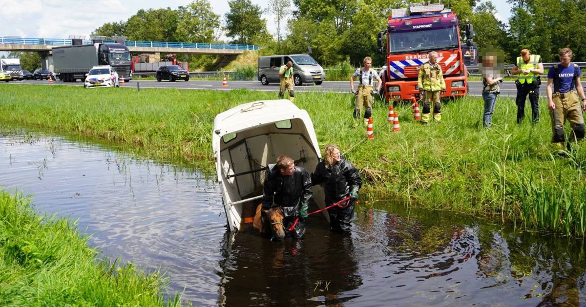Pony belandt in de sloot bij ongeluk op A28.