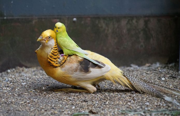 DIKKE VRIENDEN - Tijdens een bezoekje met de kleinkinderen aan dierentuin BestZoo zag Jeanne Hoedemakers deze vogels gezellig samen. De parkiet zit boven op de rug van een bijzondere vogel en wil er niet meer af.