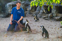 De Afrikaanse pinguins komen bij Job van Tol takjes halen om een nestje mee te bouwen.