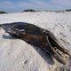 Honderden dolfijnen omgekomen aan kust Peru