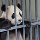 Pandastage wordt afgesloten met presentatie cadeaupanda's