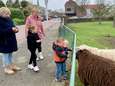 Schaap Truus woont in Ameide helemaal top: veel bewoners komen een broodje brengen 