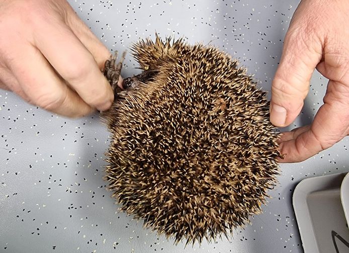 De egel werd door een dierenarts nagekeken op verwondingen.