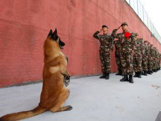 Beeld van de week: hond brengt soldaten passend eerbetoon