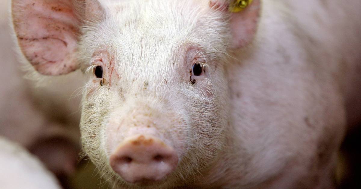 Ommen verwacht reuring rond nog een varkensstal bij Beerzerveld