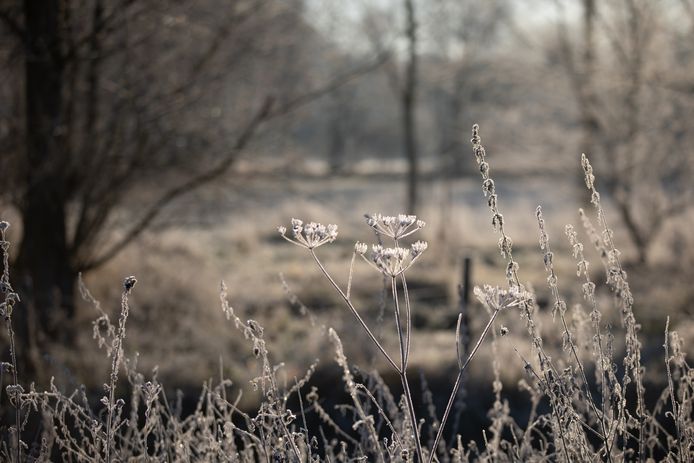 Vriesbeelden ( nachtvorst) van vanochtend in Lummen