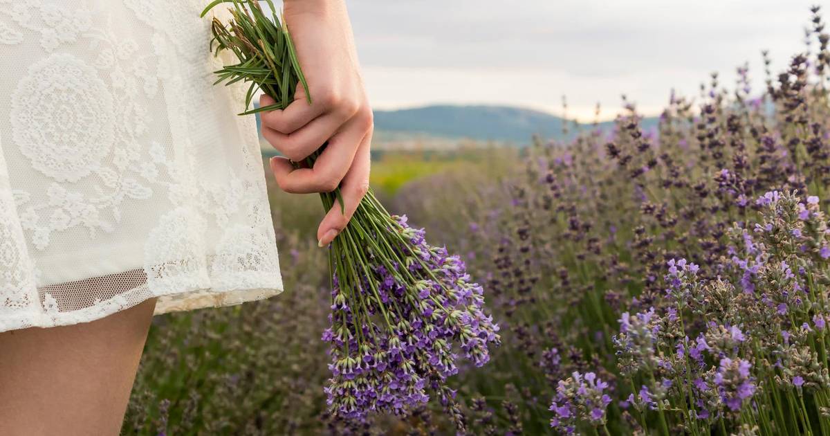 weg met muggen deze planten houden muggen op afstand seks relaties hln be