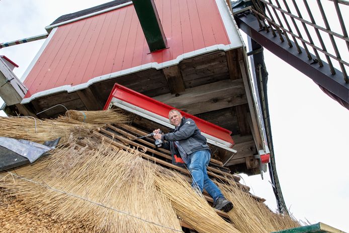 Ing. Gijs van Reeuwijk monstert de Rode Wipmolen in Hazerswoude. Nu kan worden vastgesteld uit welk jaar het hout echt komt.
