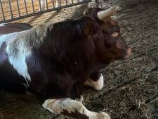 Ontsnapte stier weer op stal: ‘levensgevaarlijk’ dier keert zelf terug naar boer