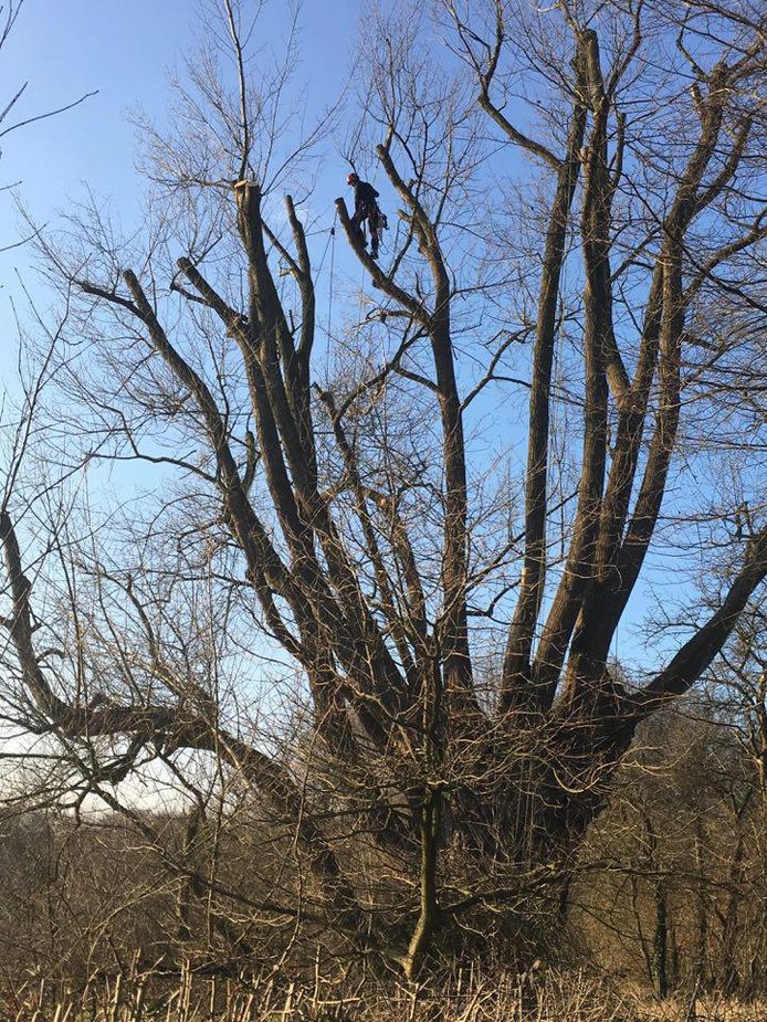 De populier wordt gesnoeid. Links ziet u Bart Backaert bij de stam, die een omtrek van goed zes meter heeft.