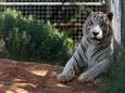 Tientallen dieren in beslag genomen bij Jeff uit ‘Tiger King’