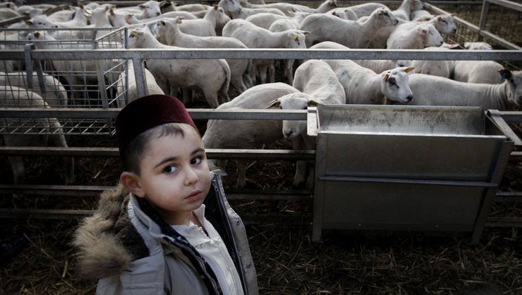 Een jongetje heeft maandag samen met zijn vader een schaap uitgezocht bij slager Van Hattem in Dodewaard. Hier is men begonnen met het ritueel slachten van schapen in verband met het offerfeest Beeld ANP
