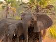Un braconnier présumé piétiné à mort par un éléphant en Afrique du Sud