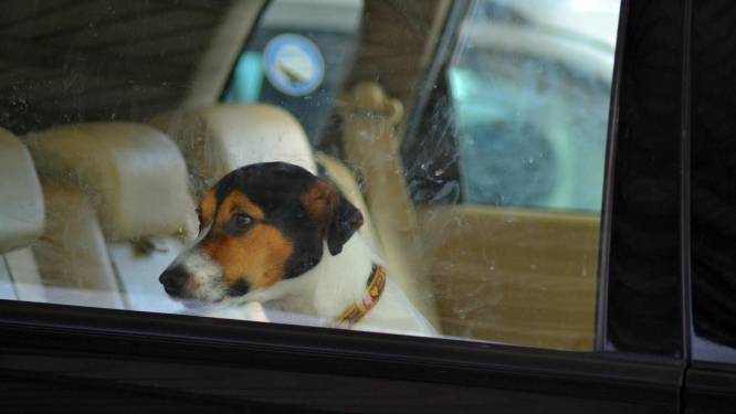 Wat mag je doen als een hond opgesloten zit in een snikhete auto? En hoe bezorg je het dier verkoeling?