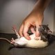 Onderzoek: giechelende rat leert ons hoe kietelen werkt