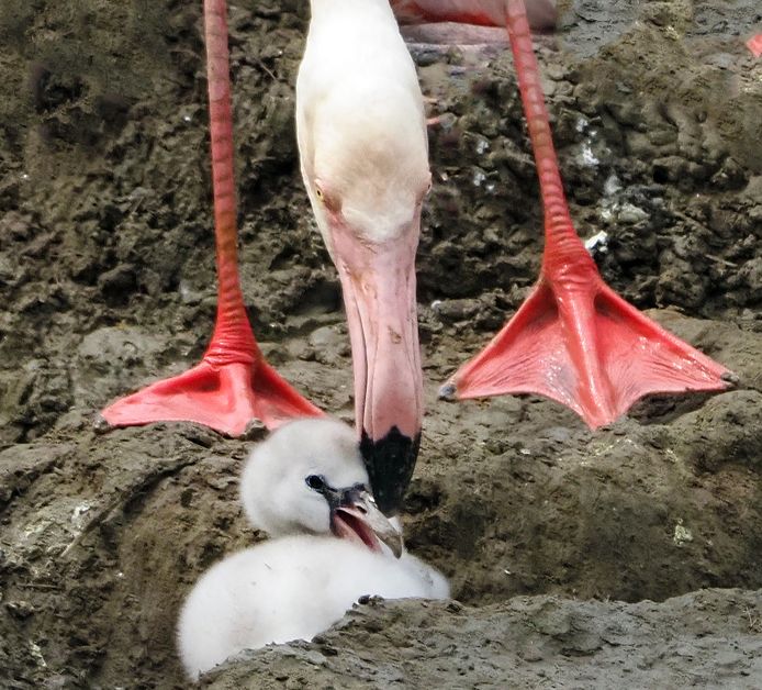 Bij de Beekse Bergen zijn acht flamingo's uit het ei gekropen.