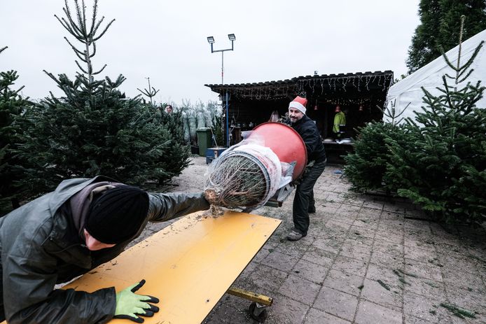 Kerstbomen kopen bij Aaldering Nordmannen in Zevenaar.