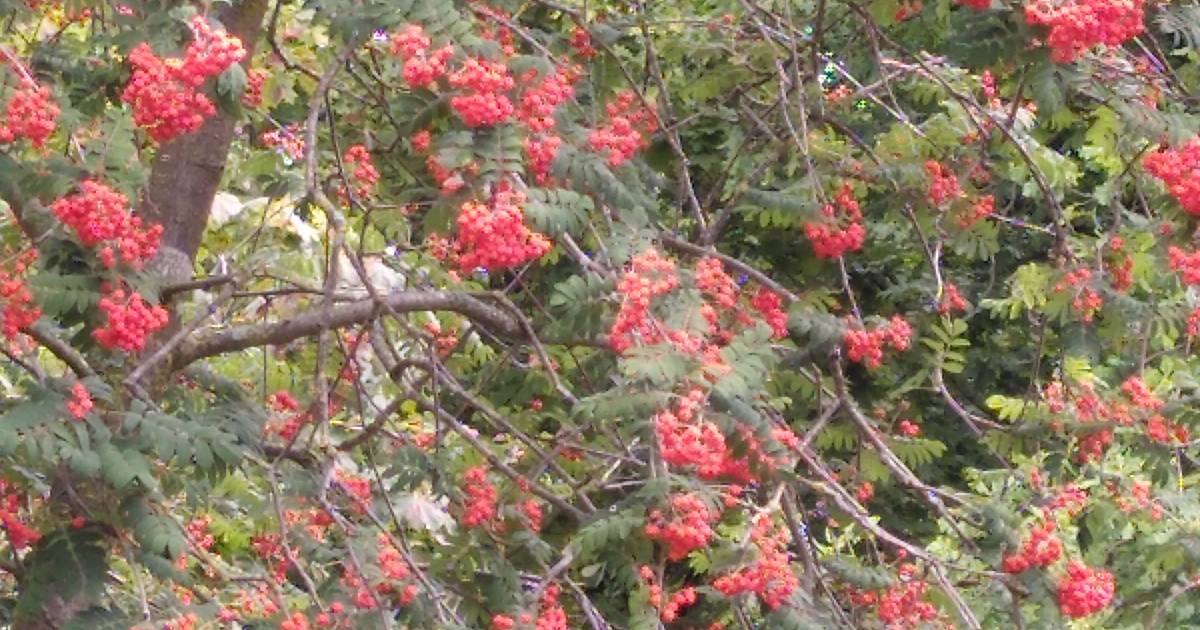 Water waarmee ik groente was en waarin ik de pasta of aardappelen kook