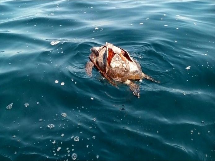 Eind oktober zijn honderden schildpadden aangespoeld aan de kust van EL Salvador. Nu blijkt dat de dieren zijn gestorven aan een algenvergiftiging.
