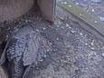 Mama slechtvalk houdt vier eieren warm in de nestkast aan de monumentale schoorsteen van Agfa-Gevaert in Mortsel.