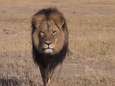'Trofeejagers' doden de populairste leeuw van Zimbabwe
