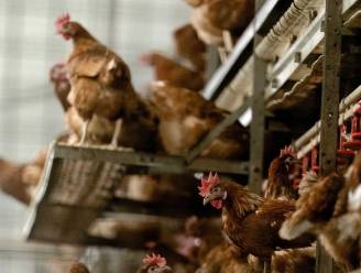 Vogelgriep vastgesteld in Schilde: vanaf maandag ophokplicht in heel het land