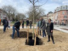 1.500 vierkante meter asfalt weg in Miljoenenkwartier: eerste bomen aangeplant
