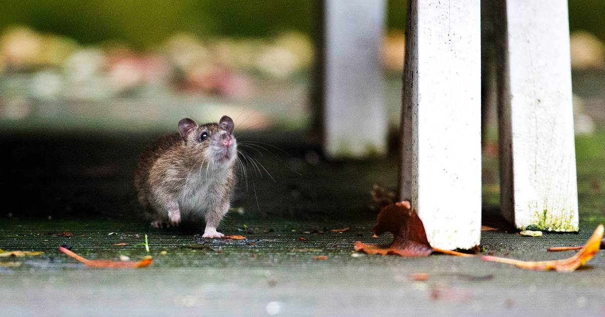 grote zorgen over opmars ratten parijse toestanden dreigen arnhem gelderlander nl