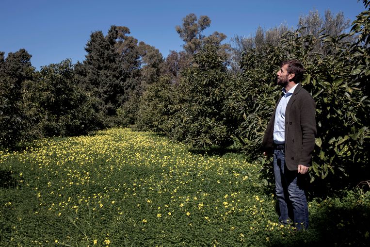 Felice Cupane: ‘Mangobomen gedijen hier aan de kust goed. De grond en het klimaat zijn geschikt.’ Beeld Merlin Daleman