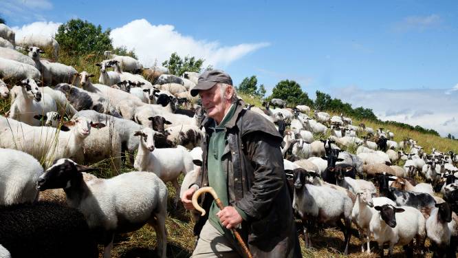 Schapen grazen kale plekken in het gras en daarom wil het waterschap ze niet op de vernieuwde Waaldijk