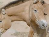 Le zoo de San Diego encourage un cheval cloné à se reproduire