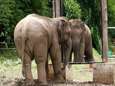 ‘Eenzaamste olifant’ Happy zit alleen in dierentuin en is dus niet happy, maar heeft de olifant mensenrechten? 