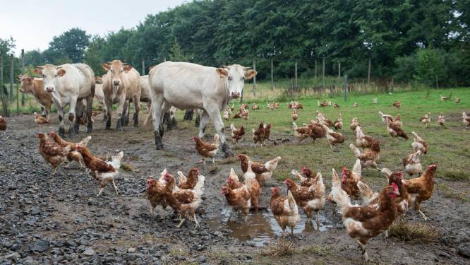 Onze projets liégeois pour une alimentation relocalisée