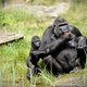 Gorillababy geboren in Apenheul