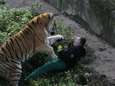 Verzorgster die tegen tijger voor haar leven vocht, praat voor het eerst: "Het was mijn eigen schuld"