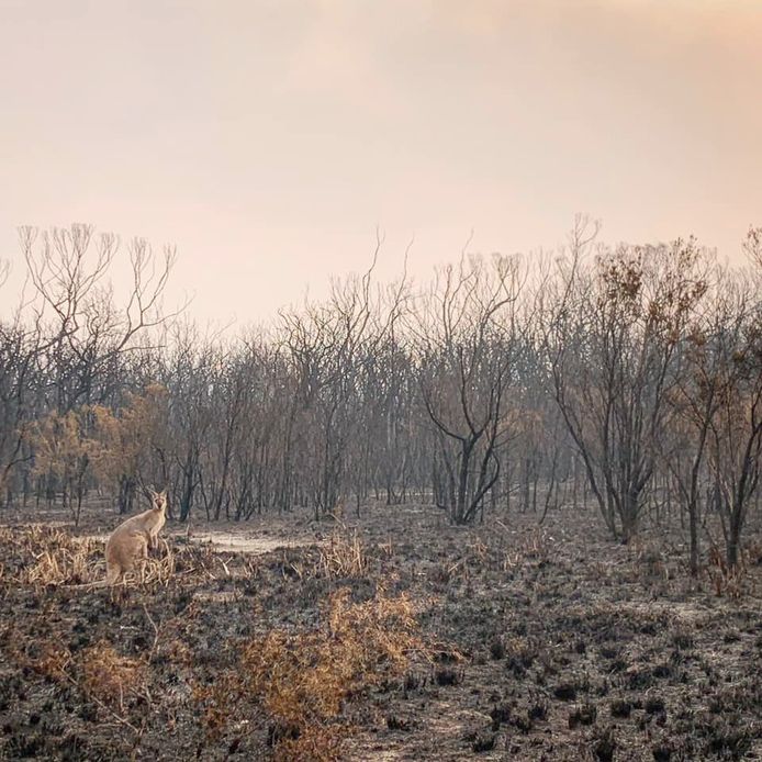 Een kangoeroe op een afgebrand stuk land in Wallabi Point, New South Wales, Australië.