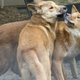 Forse boete na het voeren van dingo's